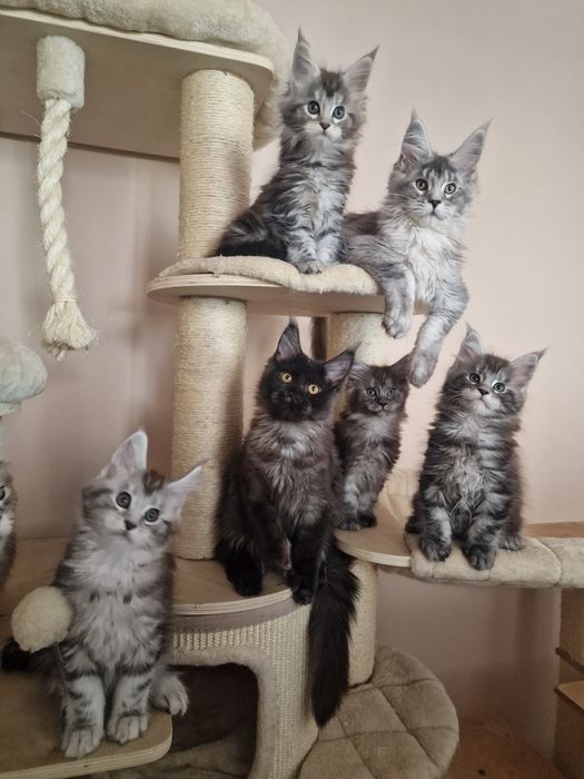 Maine coon kotka kocięta