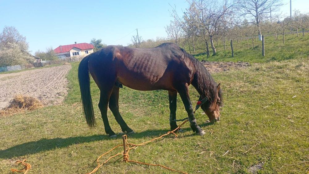 Продам коня, жеребець