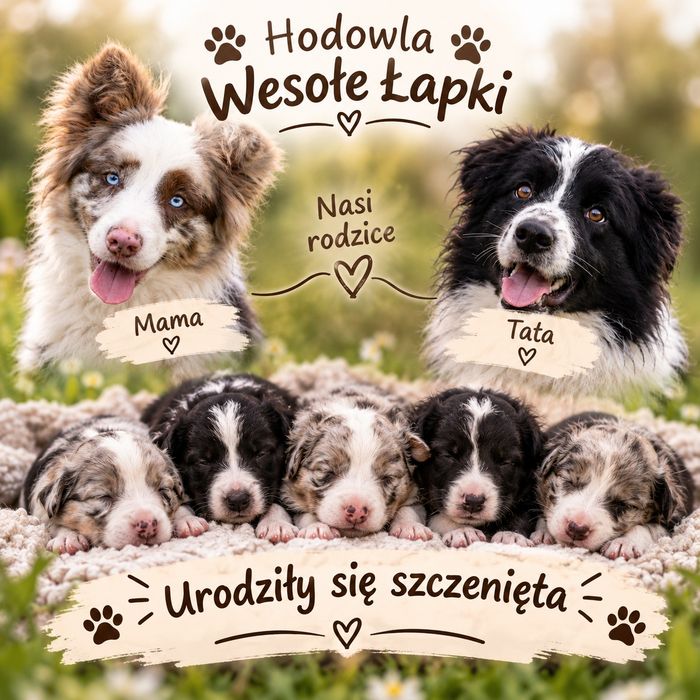 Border collie/szczenię/ piesek/badania genetyczne/przegląd hodowlany/DNA/RTG