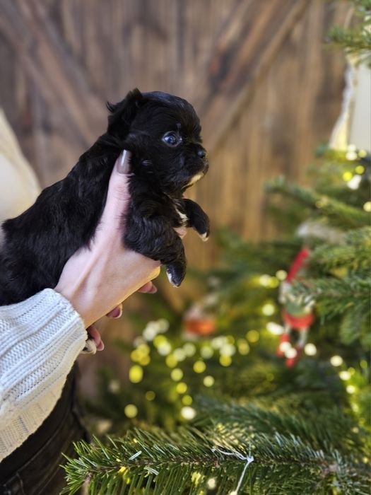 Chihuahua śliczny chłopczyk