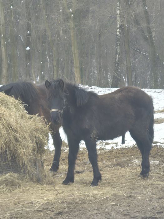 Sprzedam ogierka huculskiego