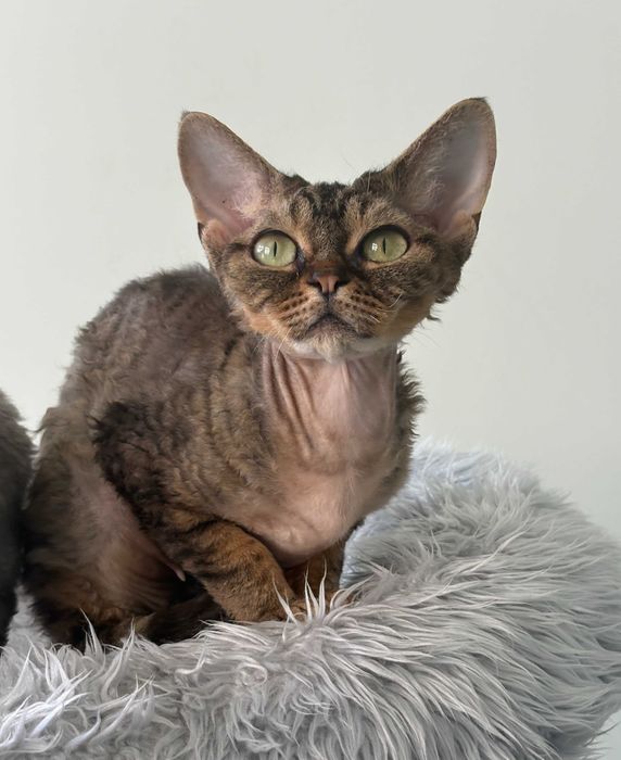Devon Rex - dorosła kotka