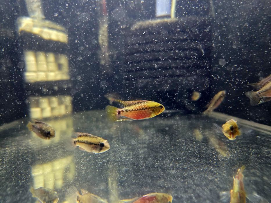Pielęgniczka Apistogramma hongsloi (krasnopręga)
