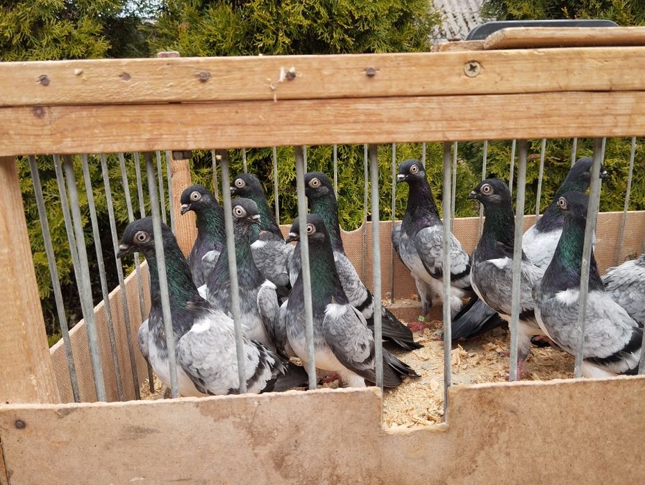 Deresze gołębie ozdobne