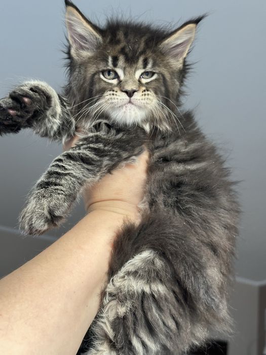 Kocurek Maine Coon