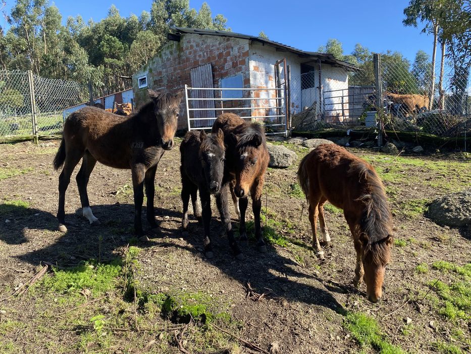 Garranos 2 machos e 2 femeas