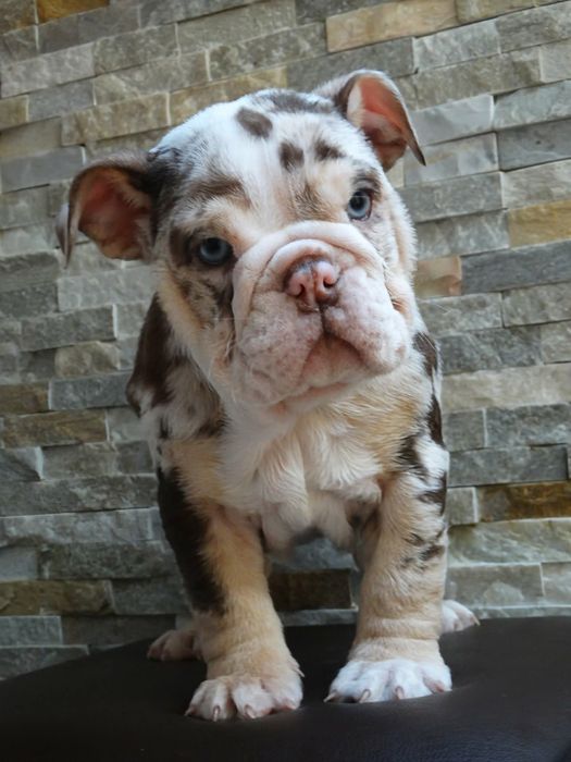 Suczka buldog angielski czekoladowa TRI merle