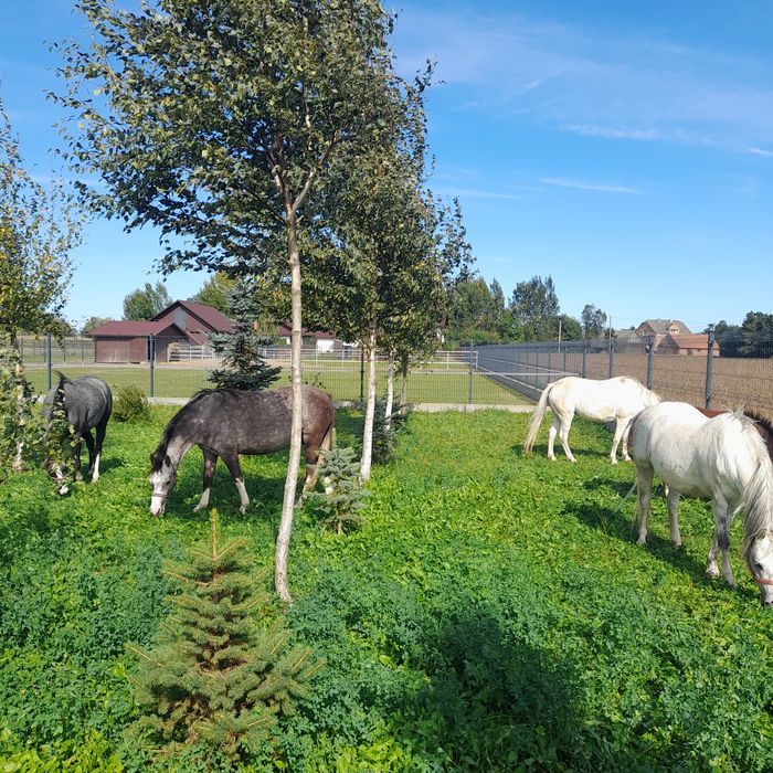 KUCE Klacze Walijskie