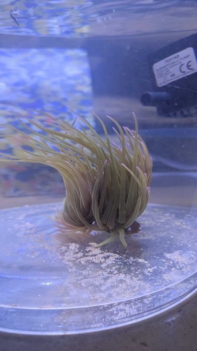 uma anêmona do mar verde