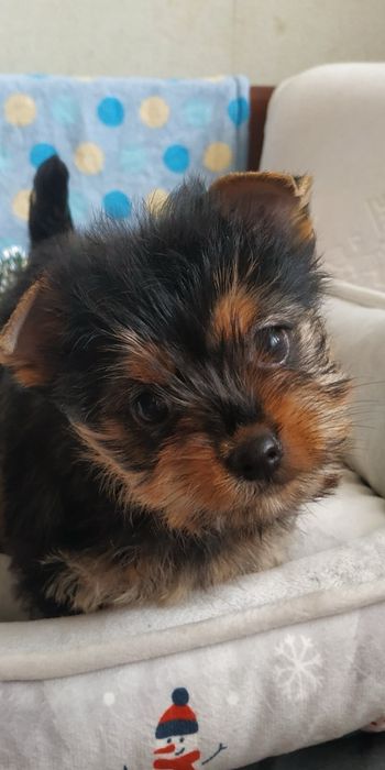 Дівчинка міні Йорк шпиц