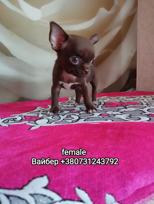 Темпераментный, опытный мальчик на вязку КСУ.