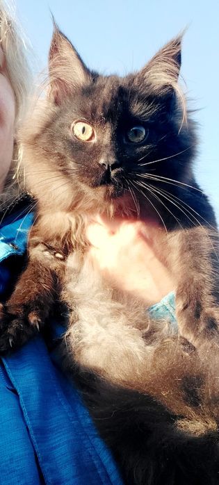 Велетні Мейн-кун