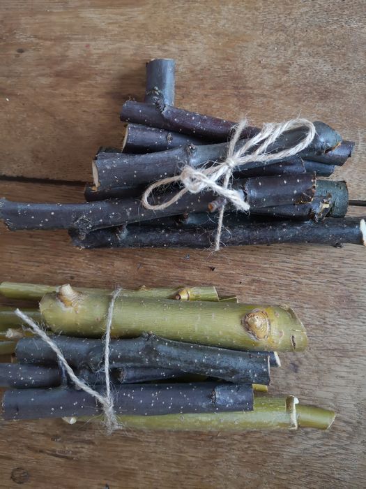 Gałazki dla królika, gryzoni