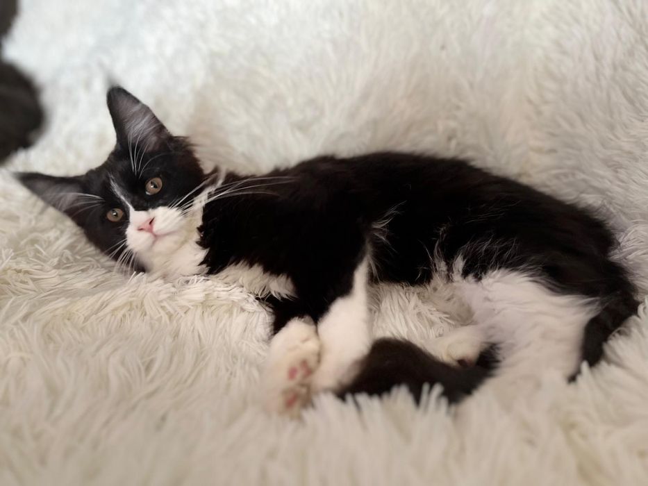 Maine Coon czarny z białym
