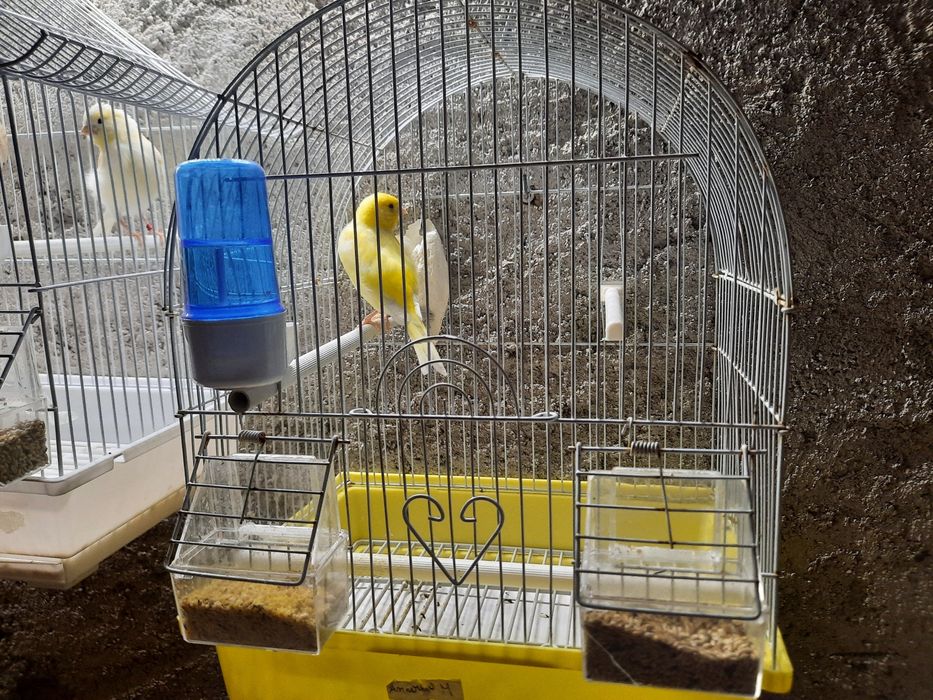 Canários para venda