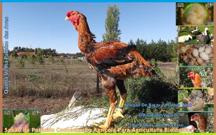 Ovos Índio Gigante JS (de fêmeas com 5kg, +90cm, machos +1,05m..)