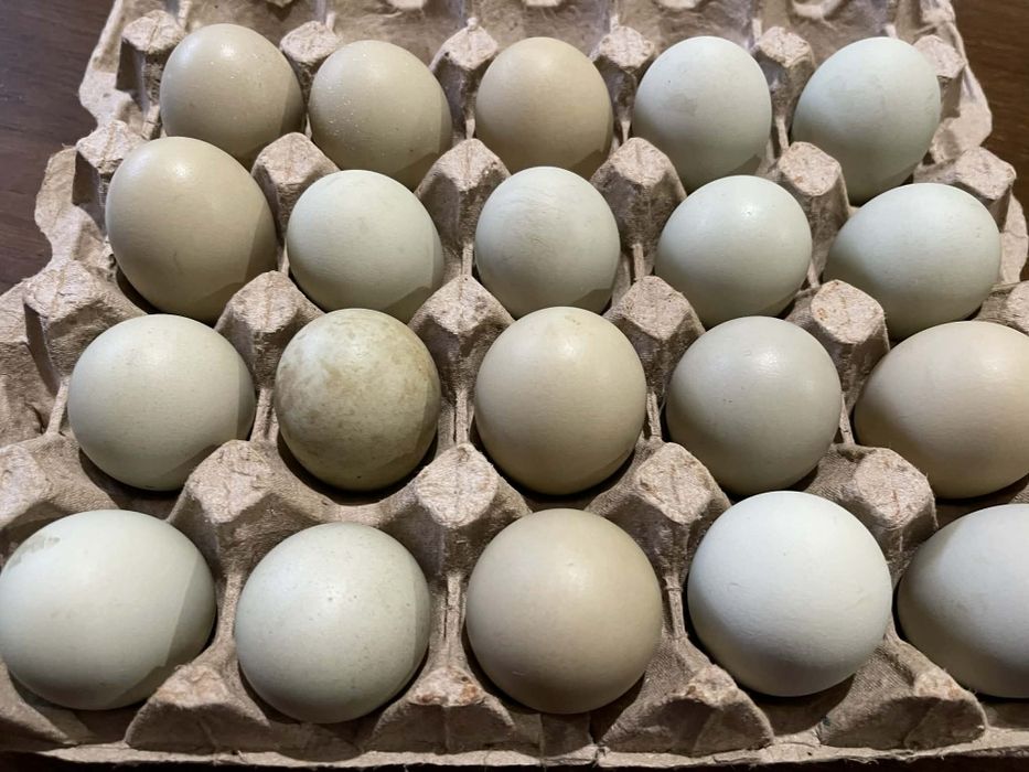 Інкубаційне яйце