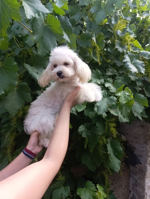 Мальтіпу дівчинкаа і хлопчик