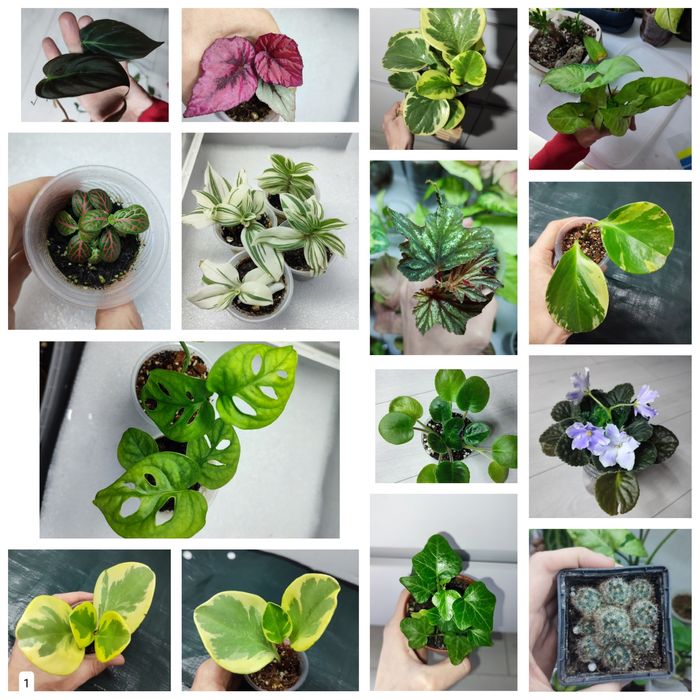 Продаж рослин, кімнатні рослини