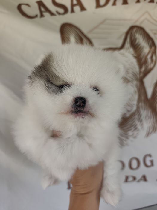 Spitz alemão/lulu