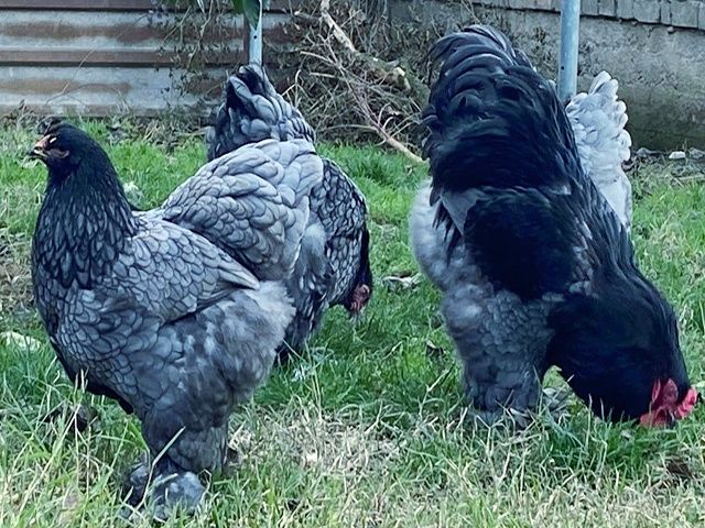 Яйце для інкубації, курчата, Кохінхін – блакитний, лавандовий, золото.