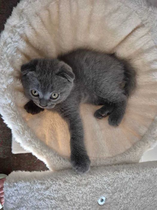 Gatinho Scotish Fold