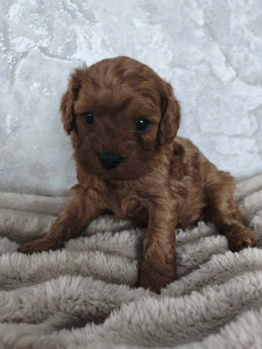 Śliczny chlopczyk  Cavapoo  F1