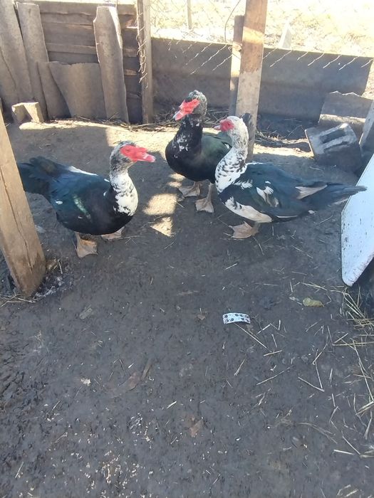 Продам. Індоселезнів