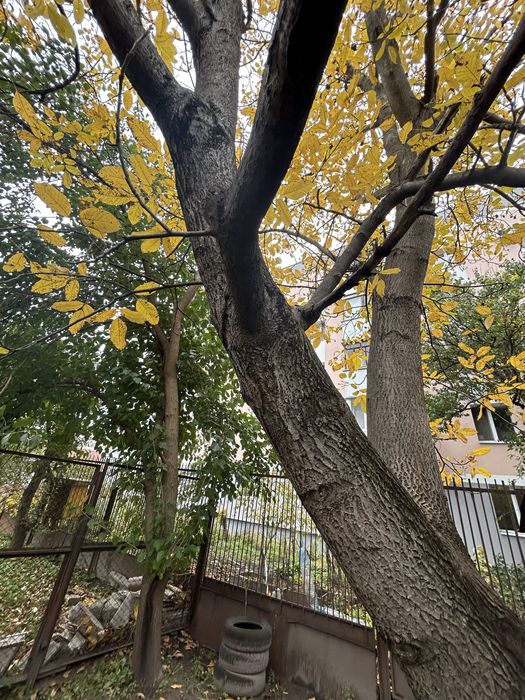 Віддам дерево горіха на зріз