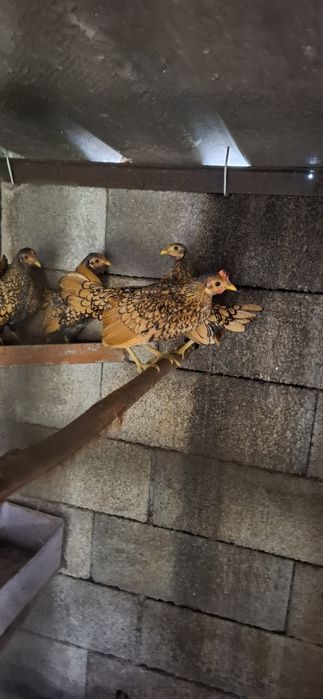 Garnizas sebright douradas