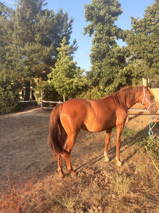 Égua cx  lusitano