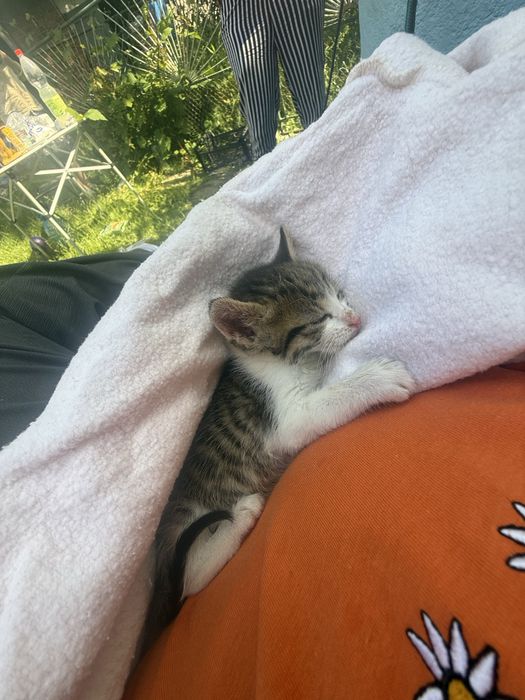 Кошенята безкоштовно. Читайте опис!