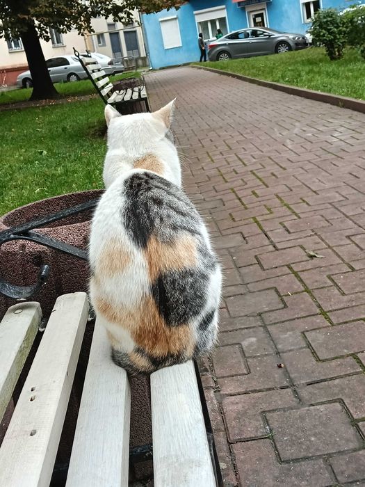 Знайшла кішку (біля вічного вогню)