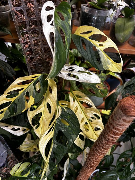 Monstera Adansonii variegata