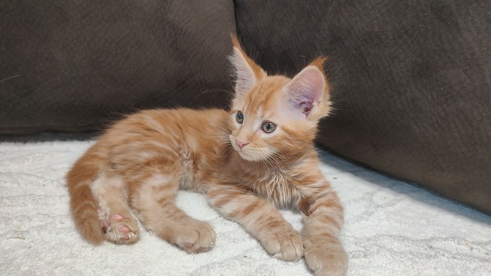 Рыжий красавчик Мейн Кун.