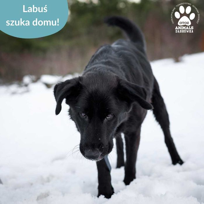 Labuś szuka domu!