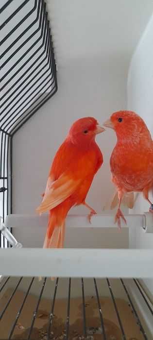 Casais de canários+ gaiola nova+alimentação