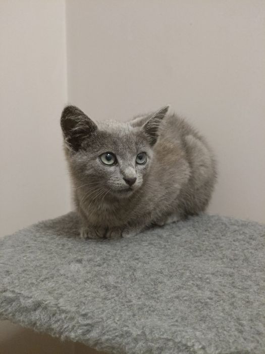 Котик в добрі руки