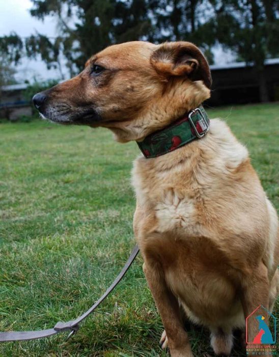 Mały, przyjazny  piesek Manto szuka domu