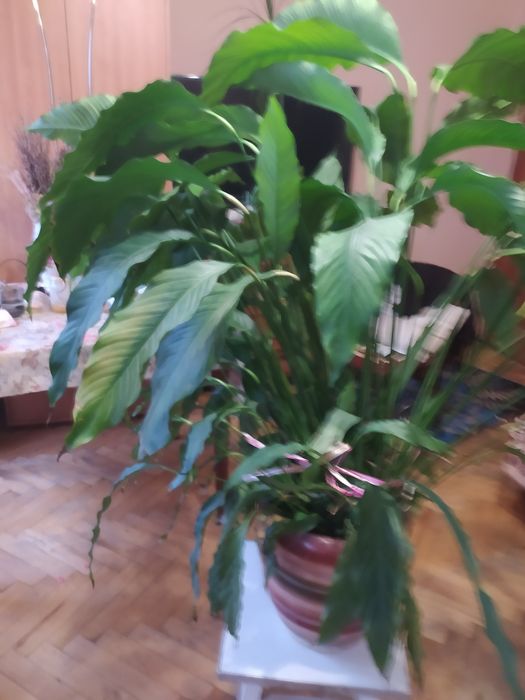 Продаж кімнатних квітів