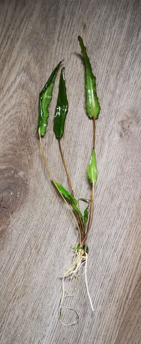 Kryptokoryna Wendtii