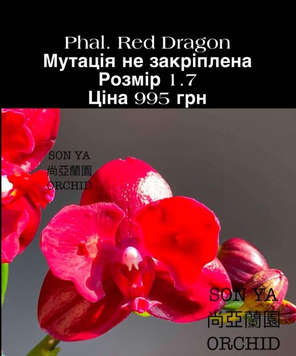 Орхідея з квітоносами Phal. Red dragon від SonYa