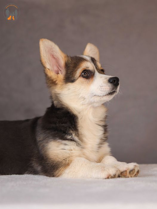Welsh Corgi Pembroke ZKWP rodzice przebadani na choroby genetyczne