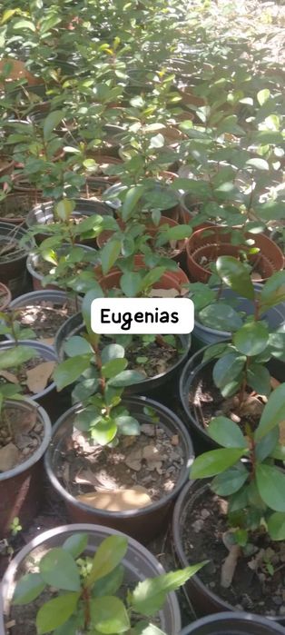 Eugenias para sebes ultimas 100 unidades