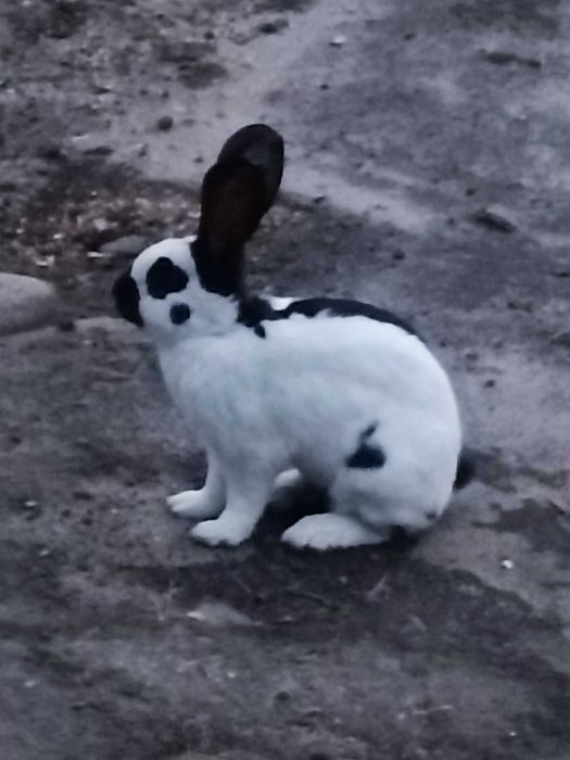 Królik, samiec, 5 miesięcy