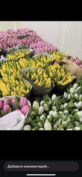 тюльпани оптом / троянди / роза / опт / тюльпан