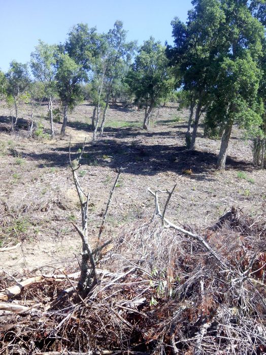 Terreno com ruína perto de São Teotónio zambujeira do mar