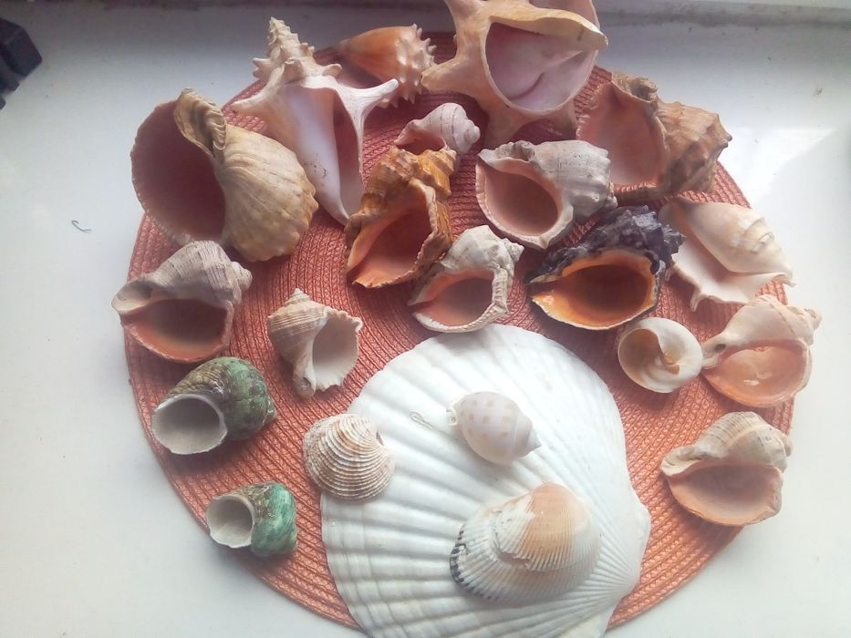 Морские раковины для аквариума