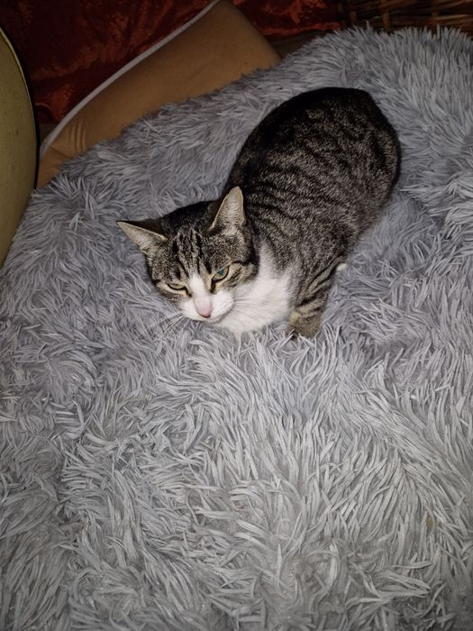 Adoção  com responsabilidade