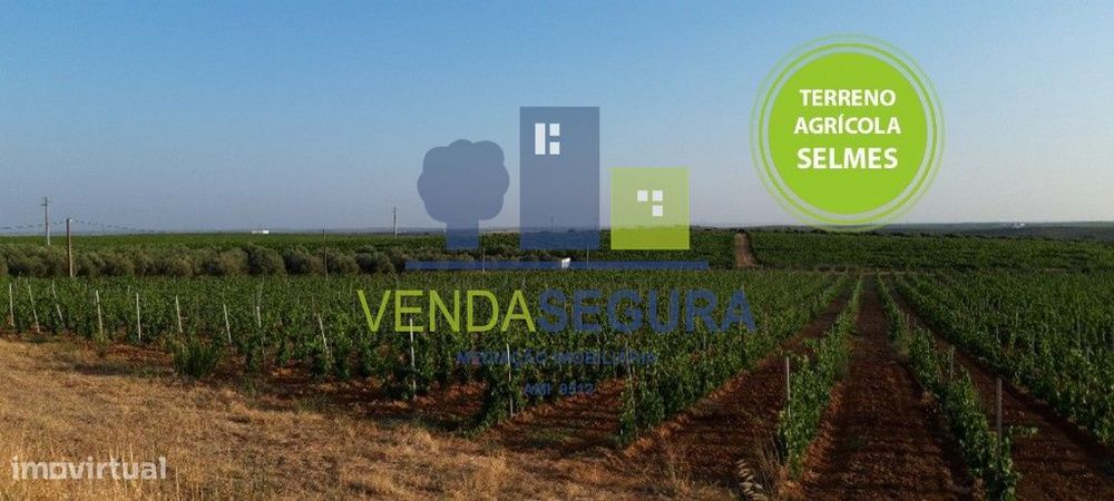 Vinha Nova e Olival Produtivo